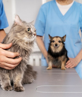 Disinfection of animal premises: what means should be carried out?