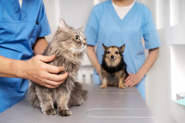 Disinfection of premises for animals: how and by what means to carry out?